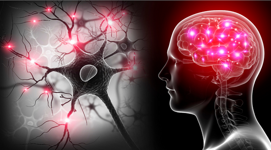 Your Brain on Chocolate: The Extraordinary Link Between Cacao and Mental Prowess