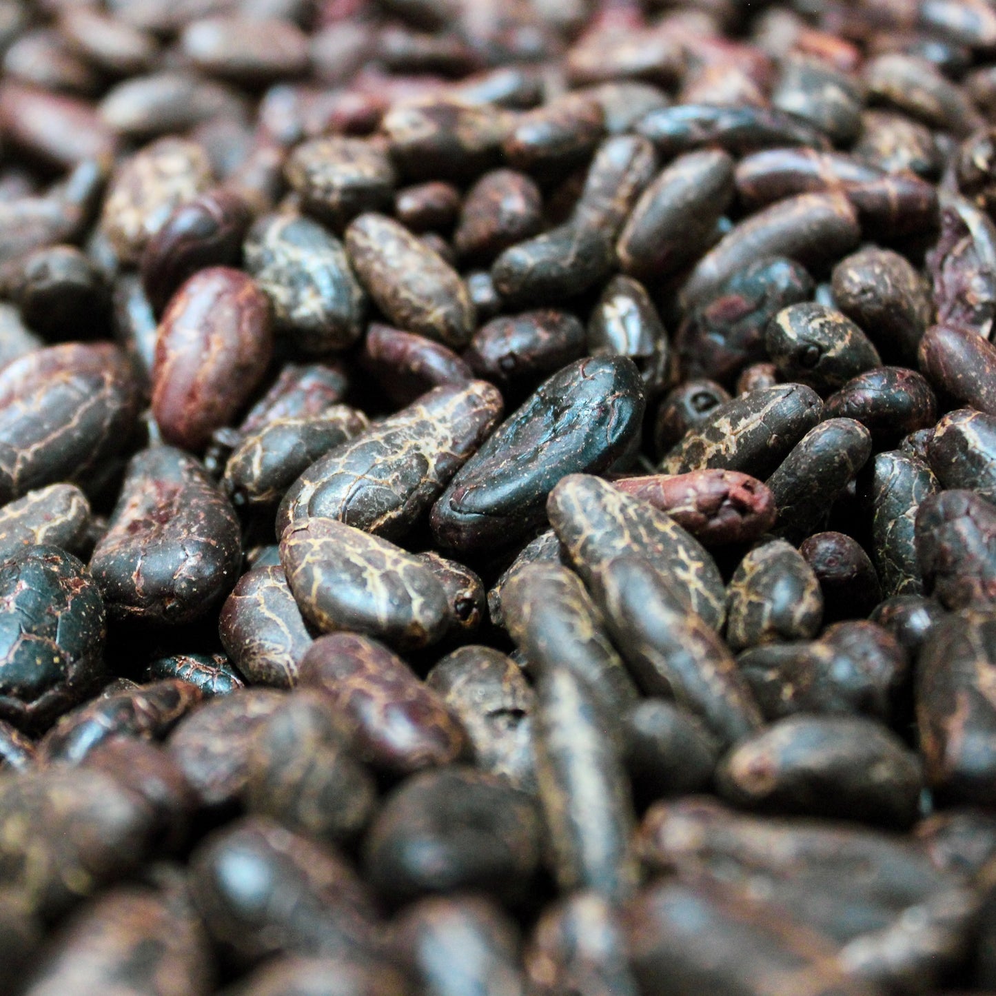 Hand-Peeled Cacao Beans