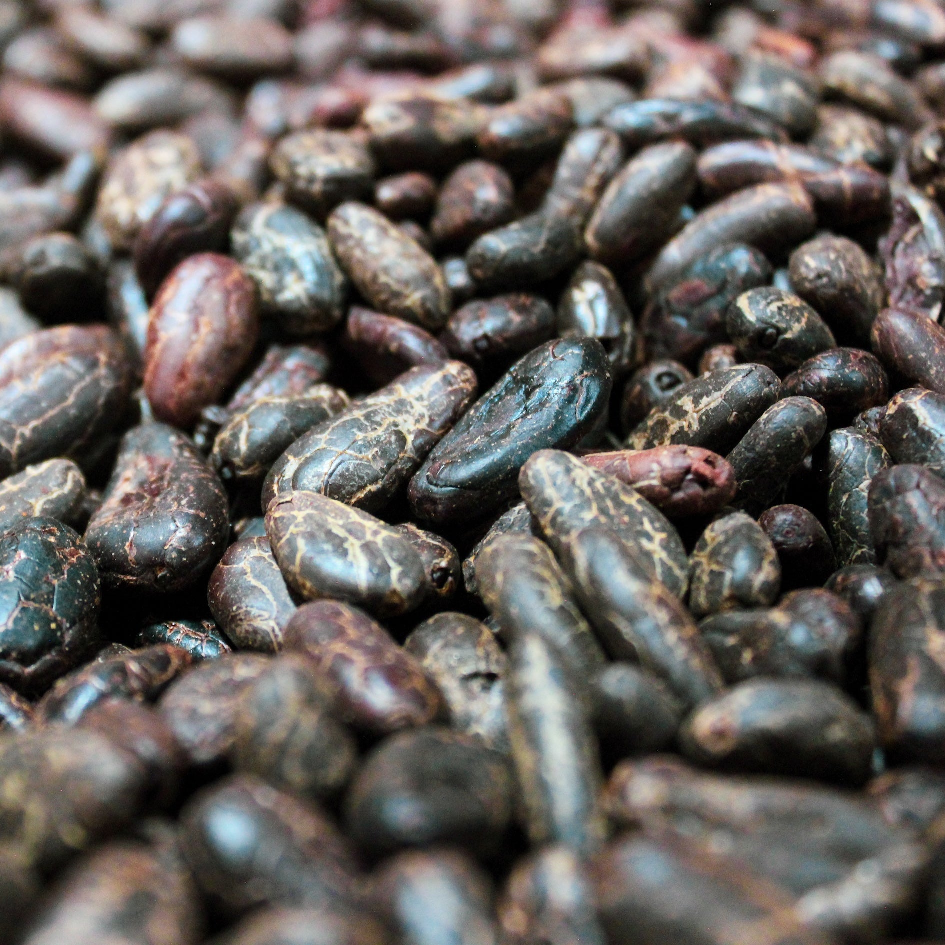 Hand-Peeled Cacao Beans