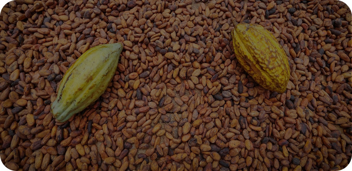 Two criollo cacao pods resting on a dense bed of brown ceremonial cacao beans, filling the frame.